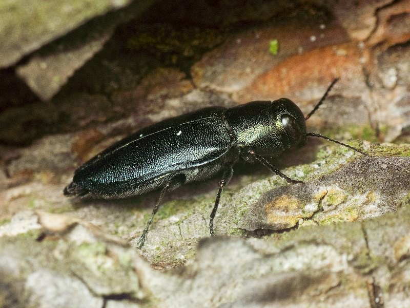 Phaenops cyaneus (Fabricius, 1775)